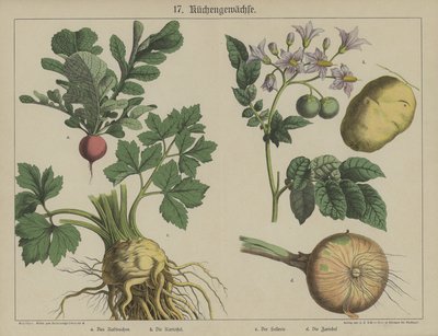 Plantes - German School