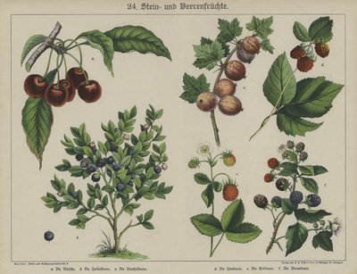 Plantes - German School