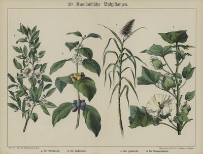 Plantes - German School