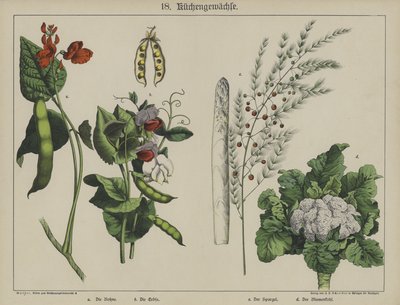 Plantes - German School