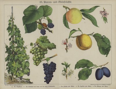 Plantes - German School