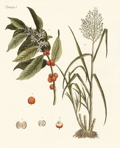 Plantes des pays chauds - German School