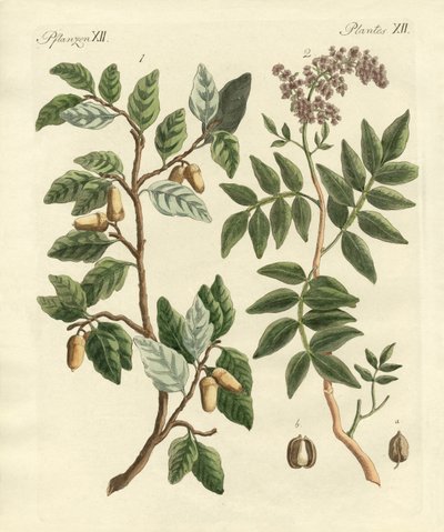 Plantes des pays chauds - German School