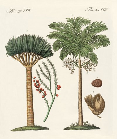 Plantes des pays chauds - German School