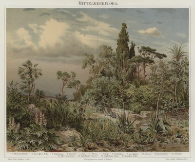 Plantes de la Méditerranée - German School