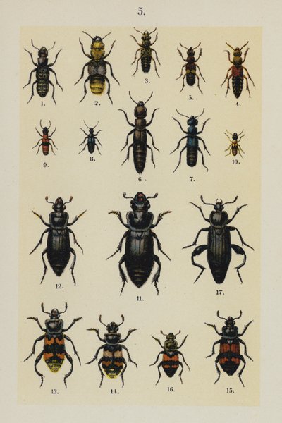 Planche du Manuel du jeune collectionneur de coléoptères - German School