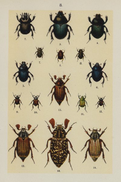 Planche du Manuel du jeune collectionneur de coléoptères - German School