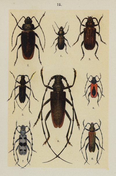 Planche du Manuel du jeune collectionneur de coléoptères - German School