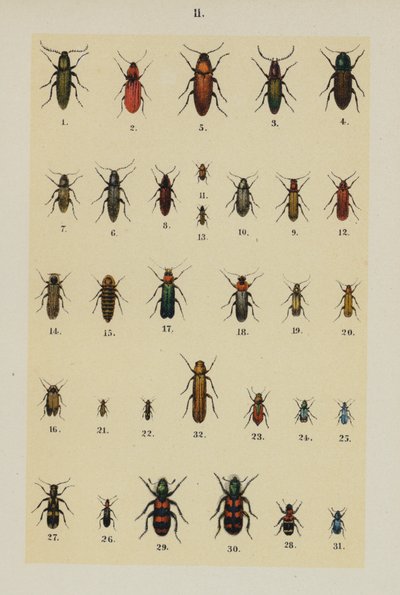 Planche du Manuel du jeune collectionneur de coléoptères (chromolithographie) - German School