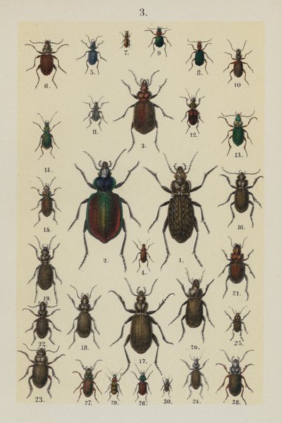 Planche du Manuel du Jeune Collectionneur de Coléoptères - German School