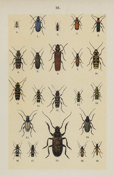 Planche du Manuel du Jeune Collectionneur de Coléoptères - German School