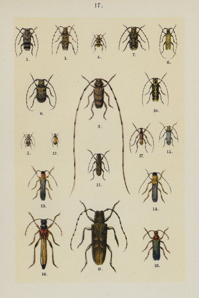 Planche du Manuel du Jeune Collectionneur de Coléoptères - German School