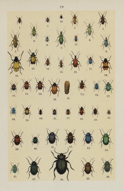 Planche du Manuel du jeune collectionneur de coléoptères - German School