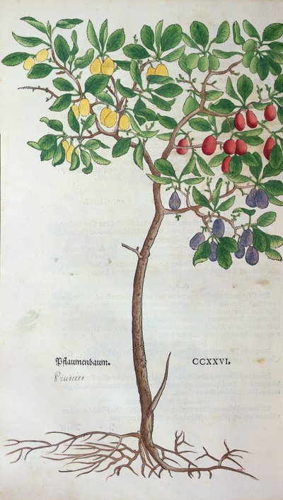 Prunier, une planche botanique de l