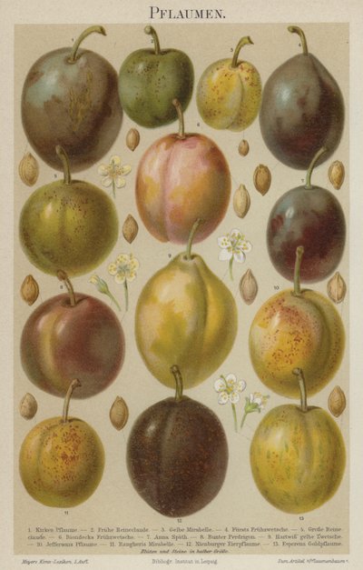 Prunes - German School