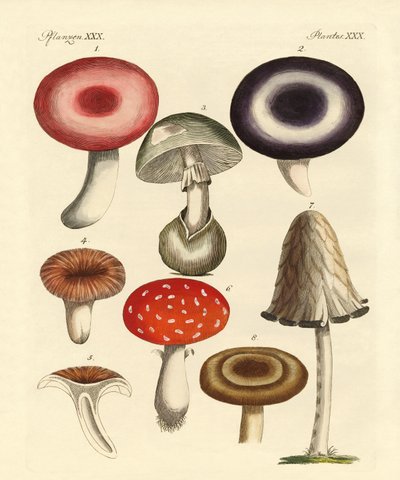 Champignons toxiques allemands - German School