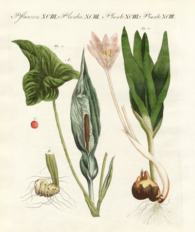 Plantes toxiques allemandes - German School