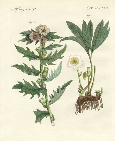 Plantes toxiques allemandes - German School