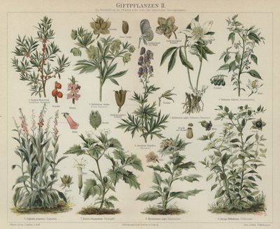 Plantes toxiques - German School