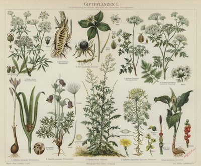 Plantes vénéneuses - German School