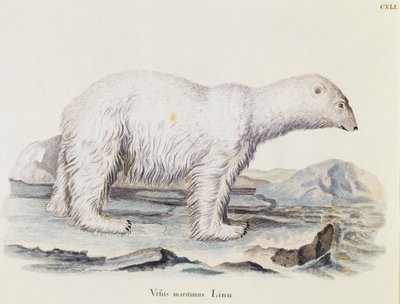 Ours polaire (Ursus maritimus), des Mammifères illustrés de la Nature avec descriptions, par Johann Christian Daniel von Schreber (1739-1810), gravure par IC Bock d