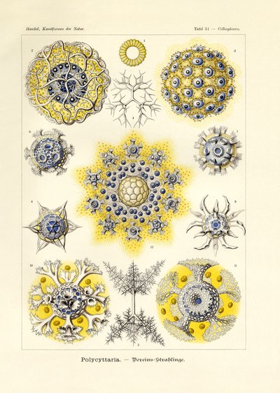 Polycyttaria - German School