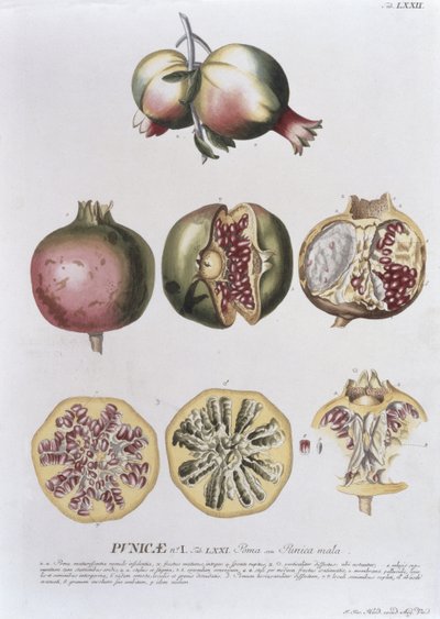 Grenade, gravée par Johann Jakob Haid, planche 72 d