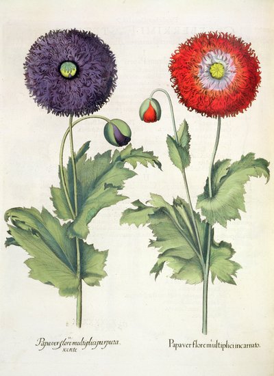Pavots, du Hortus Eystettensis par Basil Besler - German School