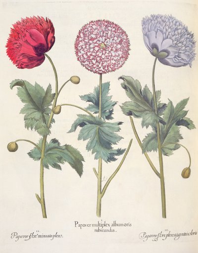 Pavots : 1.Papaver multiplex albumoris rubicundis ; 2.Papaver flore miniato plens ; 3.Papaver flore plensargentei coloris, du Hortus Eystettensis par Basil Besler (1561-1629), pub. 1613 - German School
