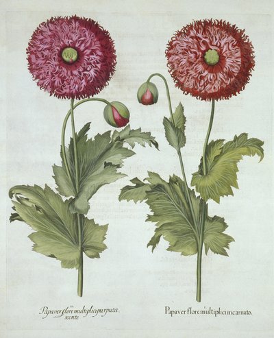 Pavots, de Hortus Eystettensis, par Basil Besler (1561-1629), pub. 1613 - German School