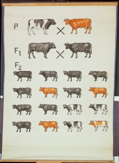 Affiche démontrant la loi de Mendel chez les bovins - German School