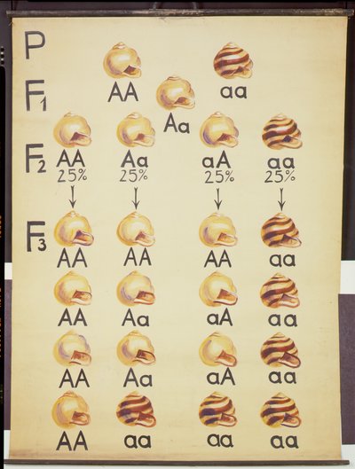 Affiche des escargots Cepea - German School