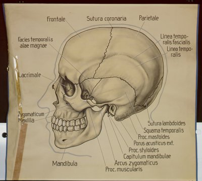 Affiche de la vue latérale d