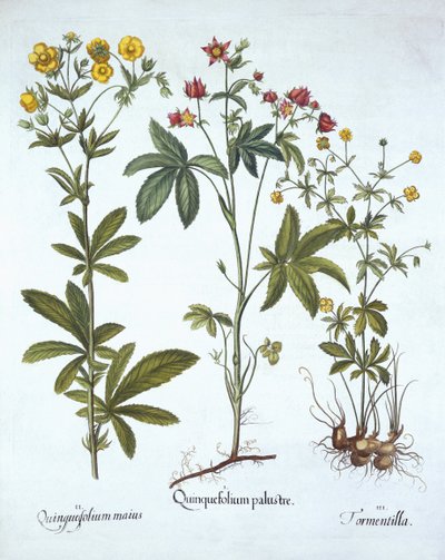 Potentilles, de Hortus Eystettensis, par Basil Besler (1561-1629), pub. 1613 - German School