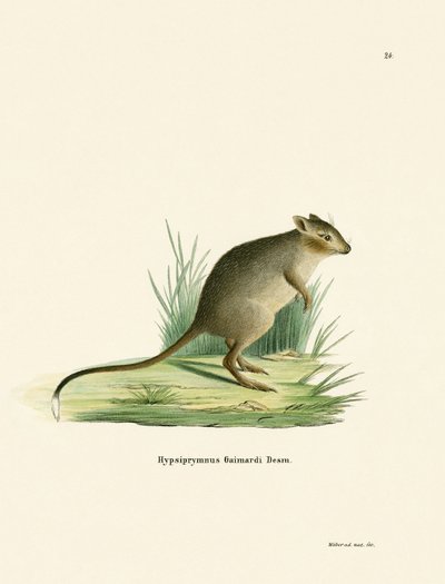 Potoroo - German School