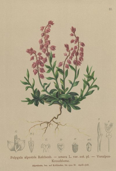 Polygale préalpin (Polygala alpestris, Polygala amara var. aut. pl., Polygala brachyptera) - German School