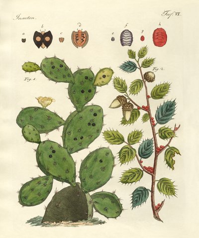 Insectes précieux - German School