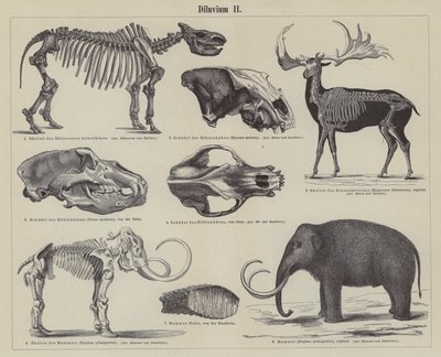 Animaux préhistoriques (gravure) - German School