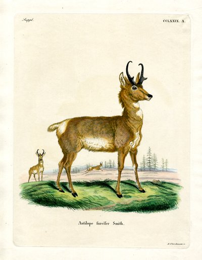 Antilope Pronghorn - German School