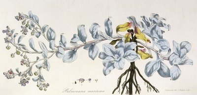 Pulmonaria Maritima, 1785-1788 - German School
