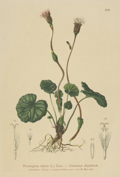Tussilage pourpre (Homogyne alpina) - German School