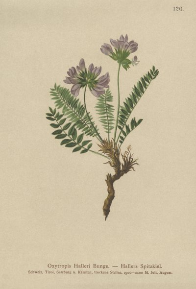 Oxytropis pourpre (Oxytropis Halleri) - German School