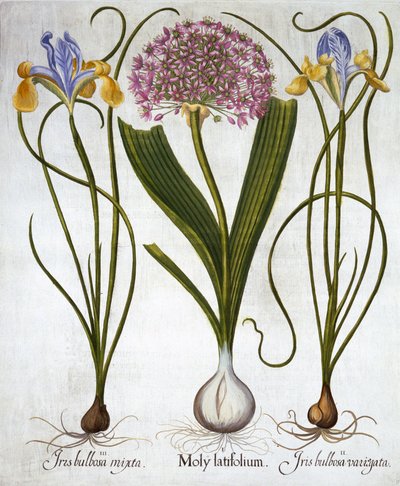 Purple Sensation et Spanish Irises, de Hortus Eystettensis, par Basil Besler, pub. 1613 - German School
