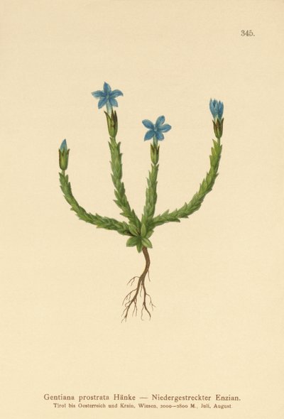 Gentiane pygmée (Gentiana prostrata) - German School