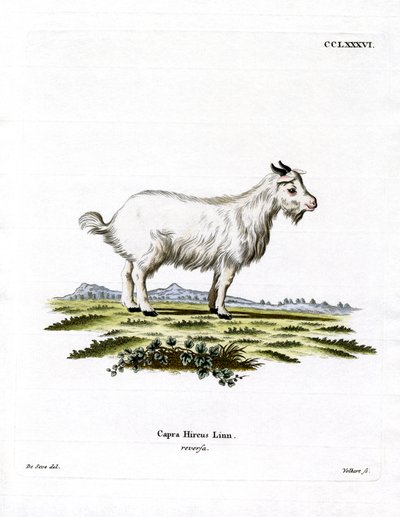 Chèvre Pygmée - German School