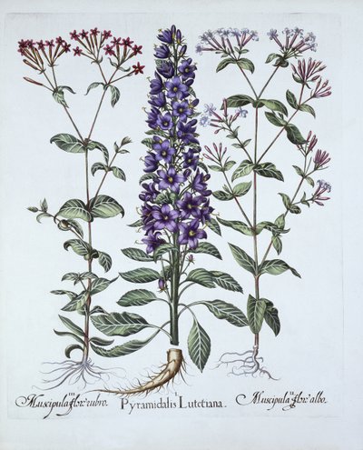 Pyramidal Campanula, Muscipulas, de Hortus Eystettensis, par Basil Besler, pub. 1613 - German School