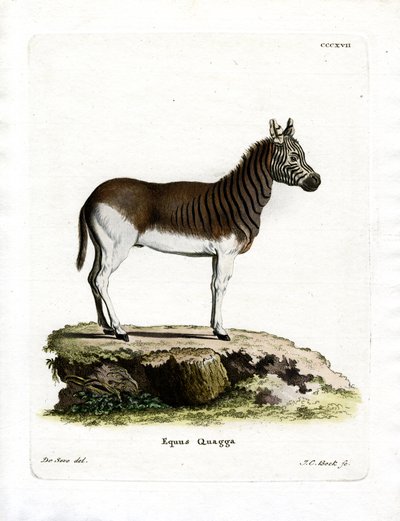 Quagga - German School
