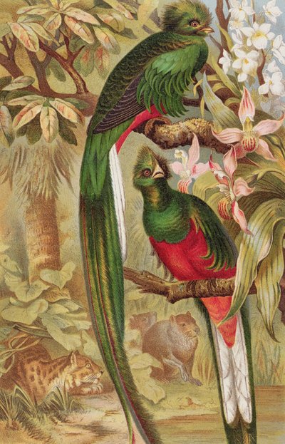 Quetzal, planche de Brehms Tierleben: Allgemeine Kunde des Tierreichs, vol.5, p.6, publié par Bibliographisches Institut, 1892 - German School