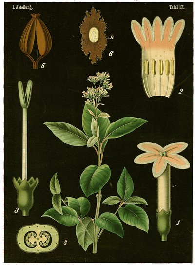 Arbre à quinine (Cinchona Calisaya) - German School