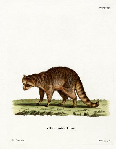 Raton laveur - German School